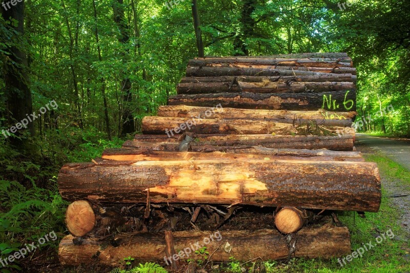 Forest Wood Pile Strains Wood Money