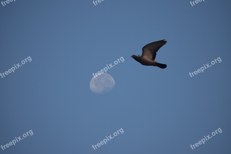 Pigeon Flight The Moon Blue Sky Bird