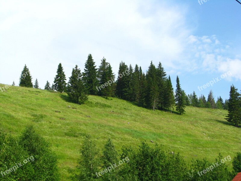 Forest Nature Summer Landscape Green