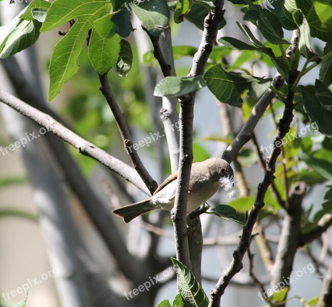 Animal Bird Female Weaver Gathering Nest