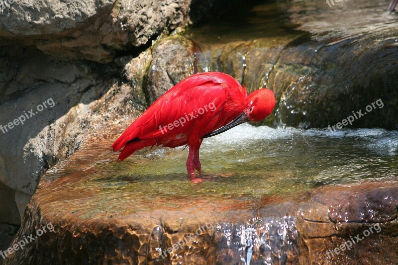 Animal Bird Scarlet Ibis Red Exotic Nature