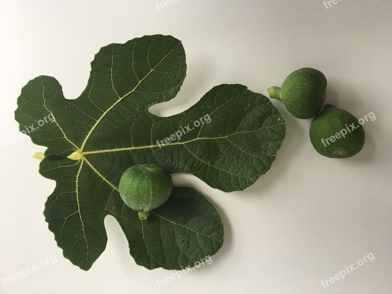 Fig Green Fig Leaf Fruit Fresh