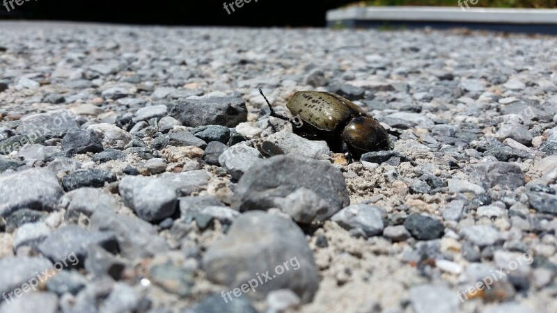 Beetle Rocks Death Wings Horn