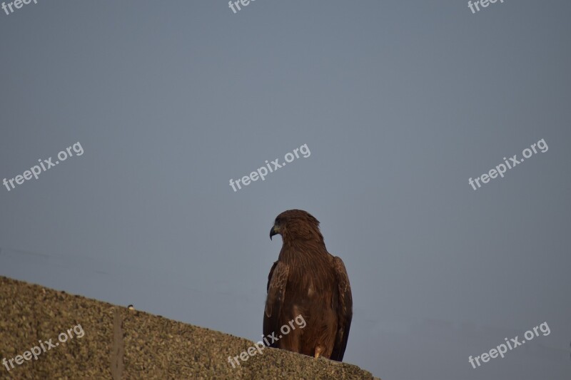 Kite Basking Bird Predator Free Photos