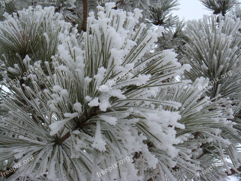 Frost Snow Pine Needles Winter Cold