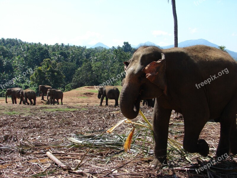 Elephant Orphanage Kandy Sri Animal