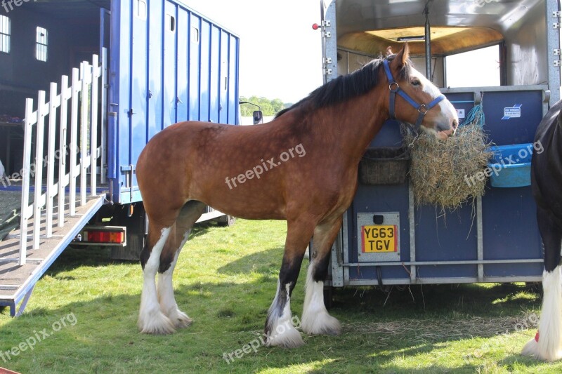 Horse Otley Show Shire Free Photos