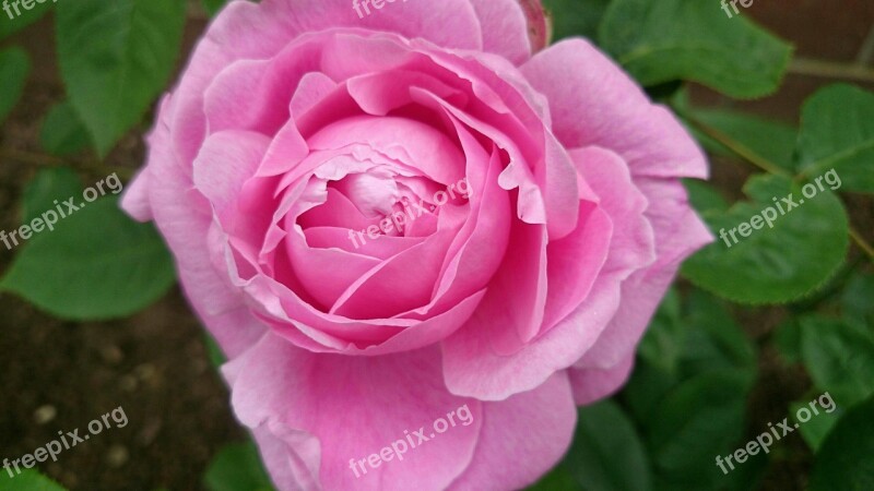 Pink Rose Flower Garden Summer Nature