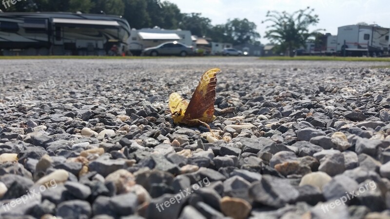 Death Insect Moth Rocks Butterfly