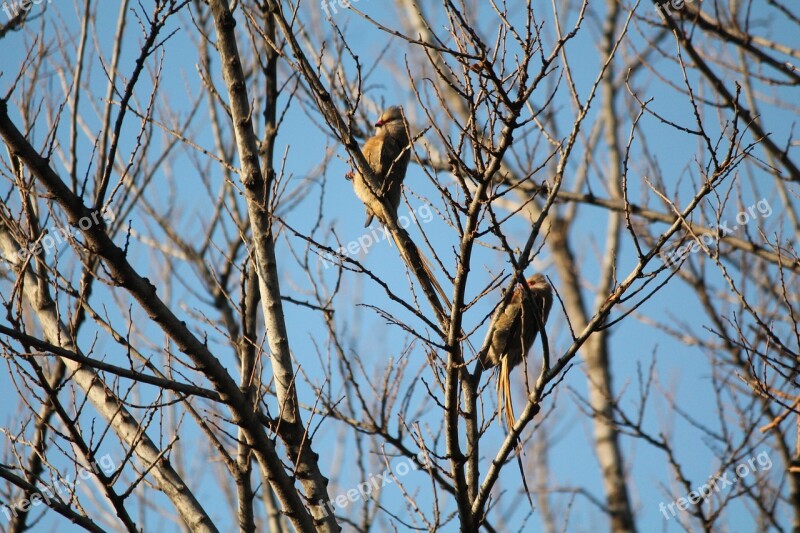 Animal Bird Redfaced Mouse Birds Pair Tree