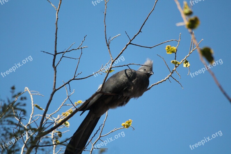 Animal Bird Grey Lourie Wildlife Nature