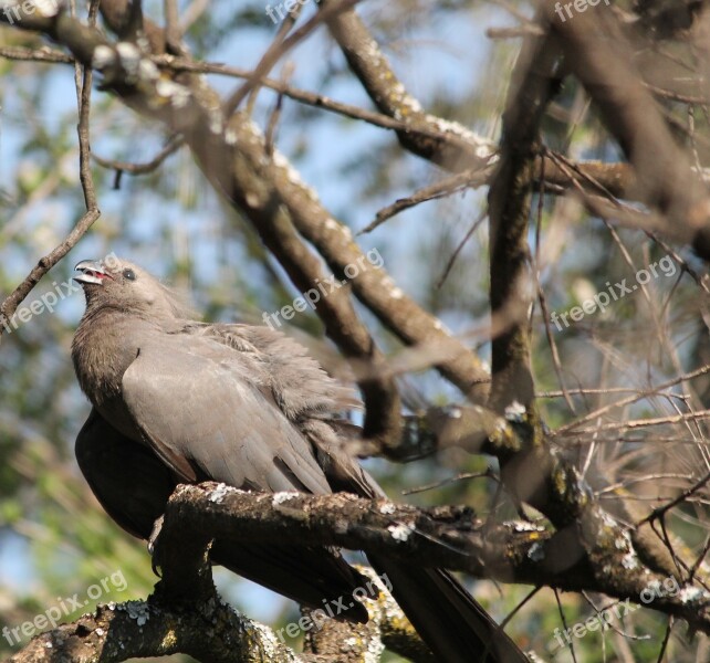 Animal Bird Grey Lourie Wildlife Nature