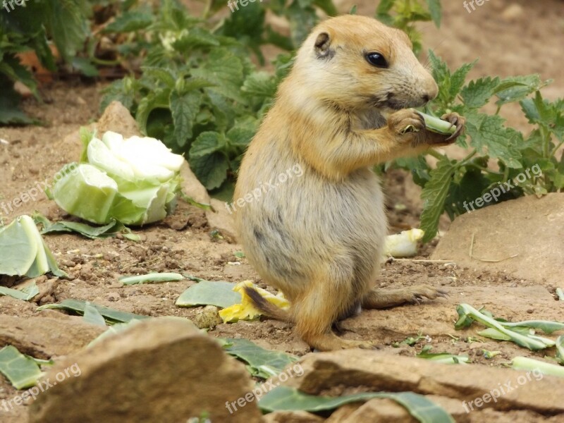 Prairie Dog Mammal Zoo Free Photos