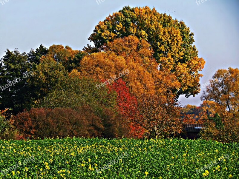 Autumn Foliage Red Yellow Leaves Autumn Gold