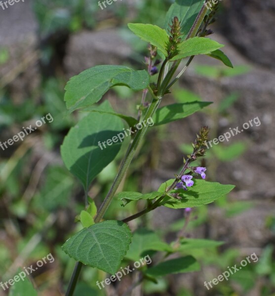 Beardtongue Wildflower Flower Blossom Bloom