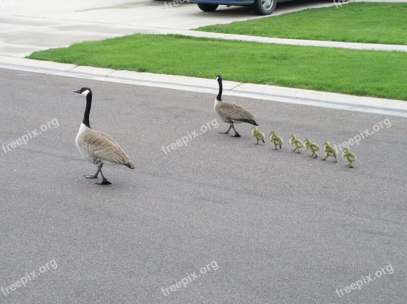 Canada Goose Goslings Family Line Queue