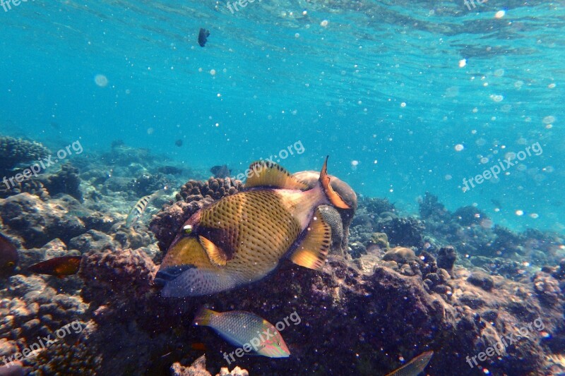 Fish Snorkel Sea Water Dive