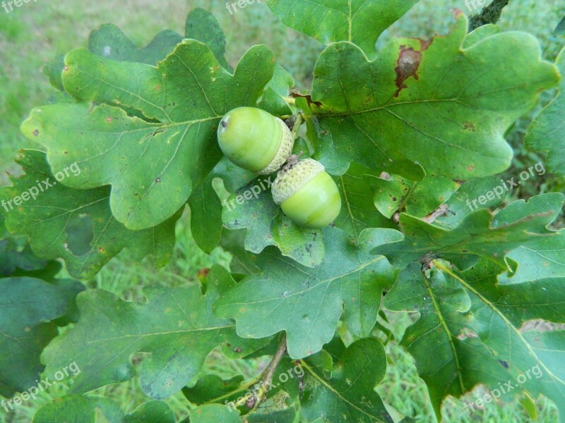 Nature Acorns Leaves Foliage Tree