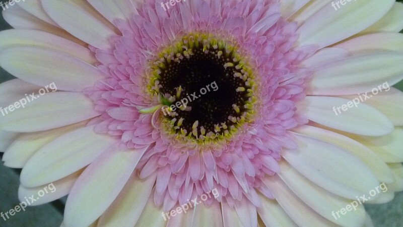 Gerbera Flower Large Beautiful Blossom