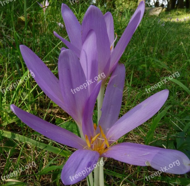 Flower Plant Nature Jesienka Autumn