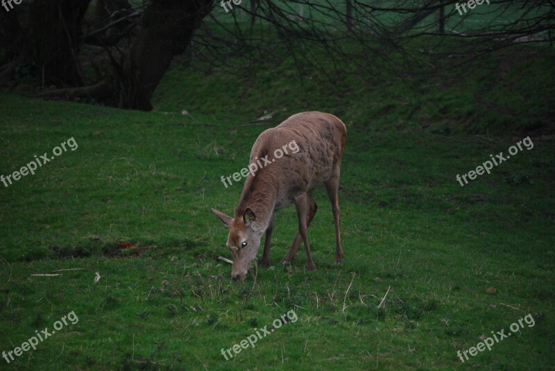 Nature Biche Animals Wild Animal Deer