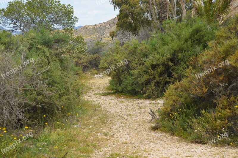 Rural Road Path Nature Trail Calm