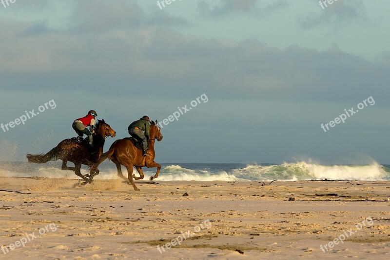 Beach Horses Racing Sand Riding