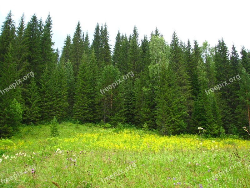 Forest Nature Summer Landscape Green