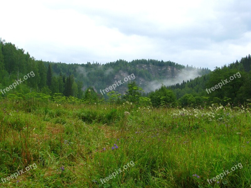 Forest Nature Summer Landscape Green