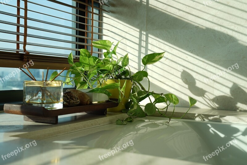 Money Plant Happy Morning Sun Beam Bright Sunshine