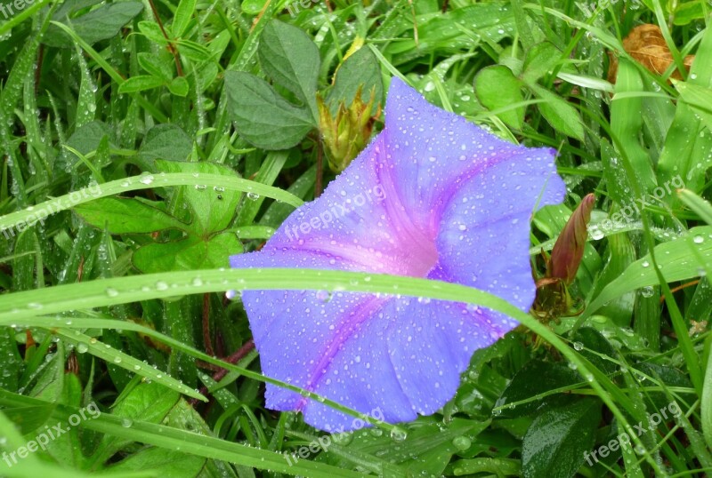 Flower Drops Nature Plant Green