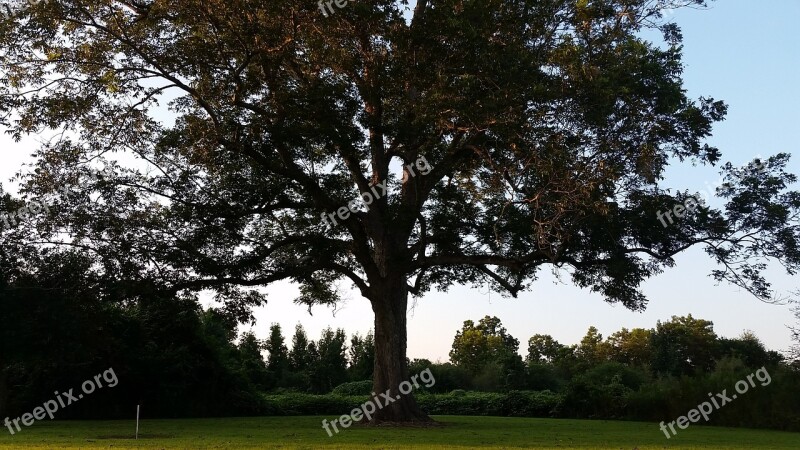 Tree Pecan Forest Nature Natural