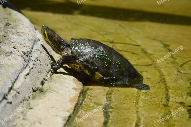 Turtle Habitat Amphibians Free Photos