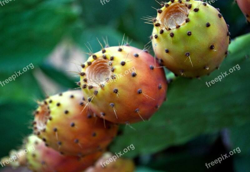 Opuntia Ficus-indica Prickly Pears Cactus Succulents Fruits