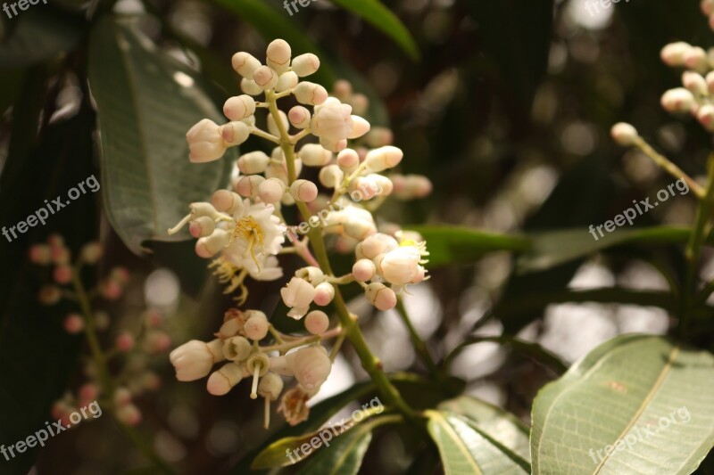 Flowers Natural Flower Nature Beauty