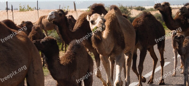 Traffic Jam Camels Morocco Marrakesh Free Photos