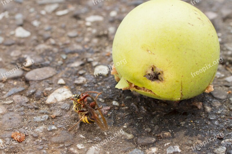 Hornet Wasp Death Throes Ring Fight Overpowering