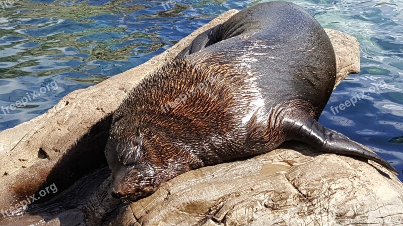 Sea ​​lion Zoo Mammal Sea Lion