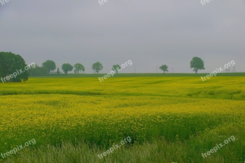 Rapeseed Field Nature Agriculture Landscape