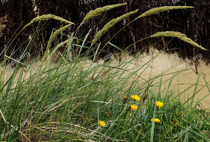 Dune Dune Grass Beach Vacations Sea