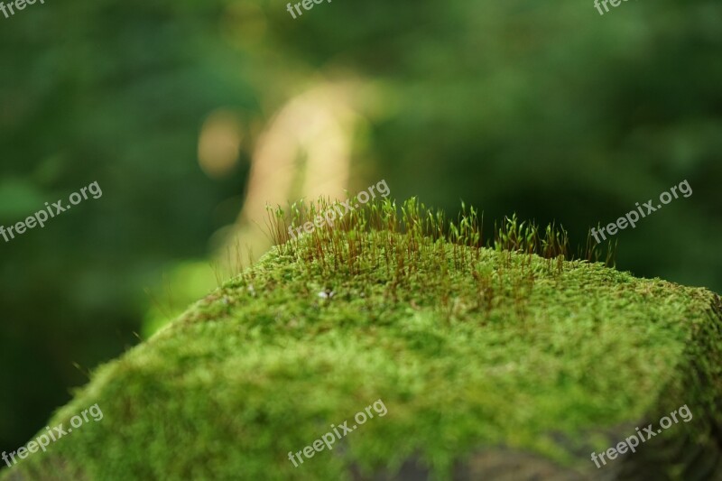 Pool Green Abstract Nature Plants