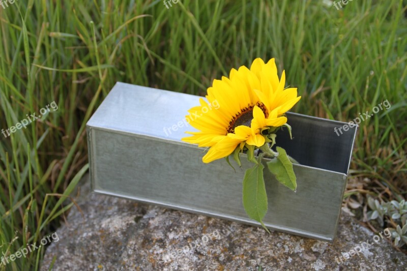 Containing Zinc Sunflower Florist Flower