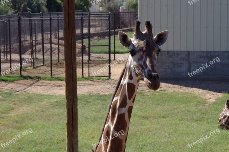 Giraffe Long Neck Safari Zoo Nature