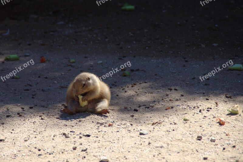 Chubby Depression Overweight Depressed Groundhog