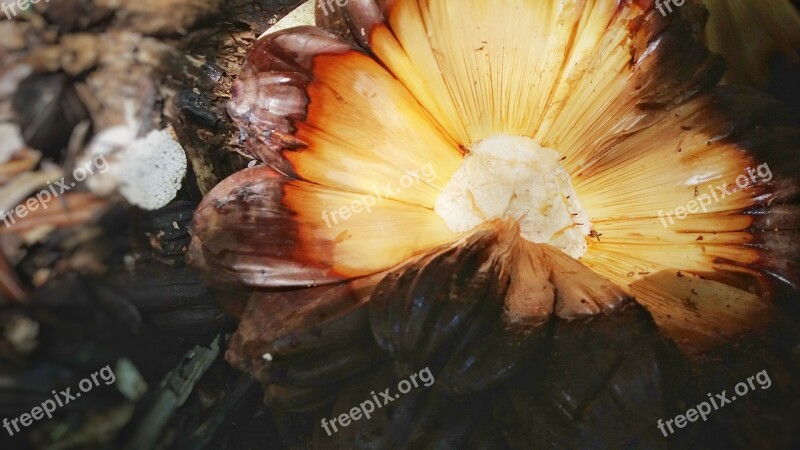 Coconut Water Vietnam Melons Free Photos