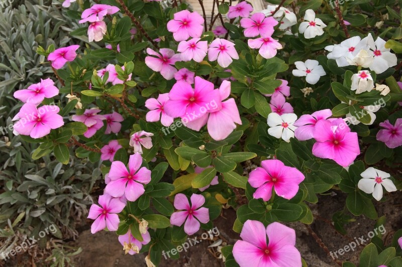 Flowers Pink White Petals Nature