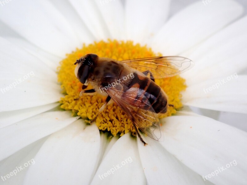 Bee Flower Insect Macro Blossom