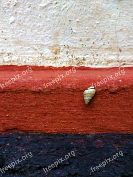 Mollusc Shell Exoskeleton Red Black Wall