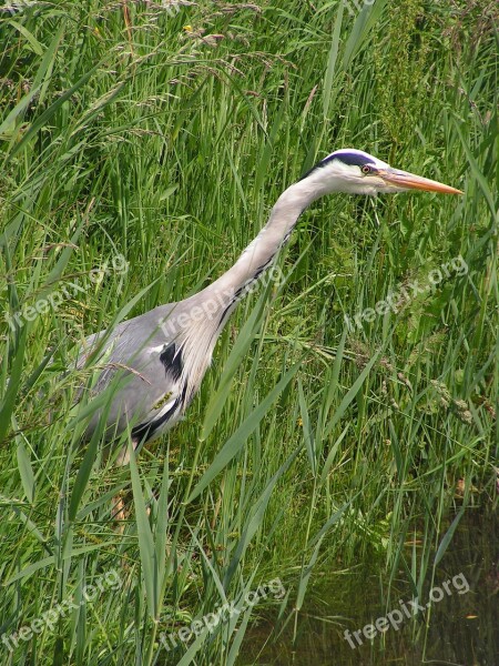 Heron Silver Heron Blue Heron Nature Wild