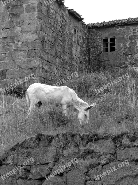 Donkey Church Prado Field Galicia